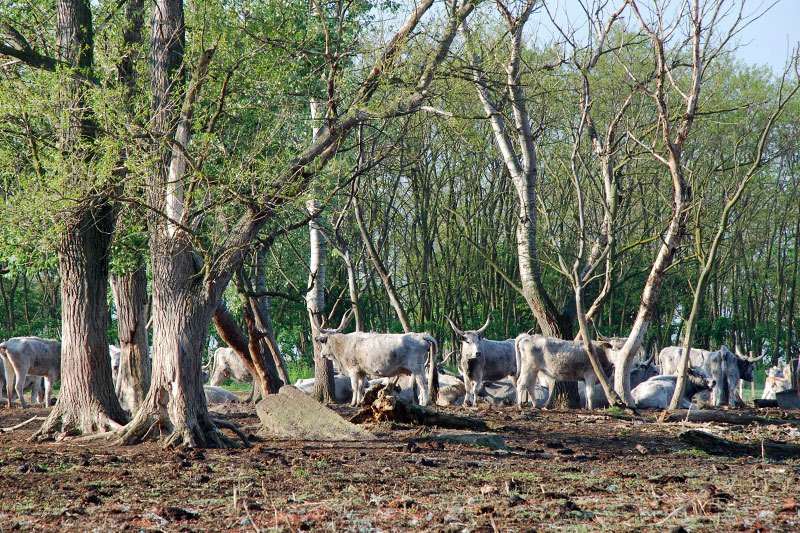 Fertő-Hanság Nemzeti Park